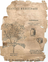 Plantas Medicinais (1).pdf